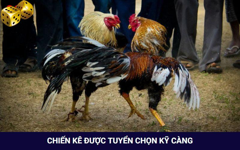 Đá Gà Go8 - Thỏa Mãn Với Các Trận Đối Đầu Của Chiến Kê - SLOT817.SBS