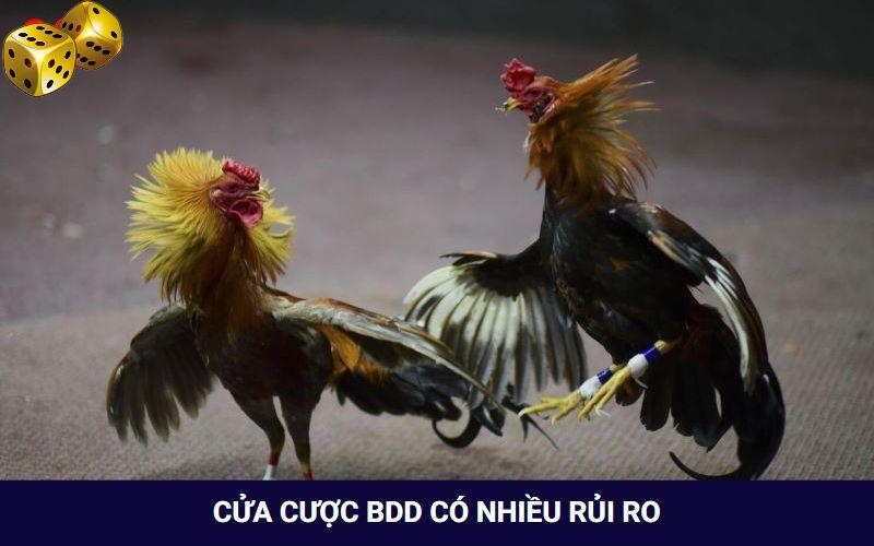 Đá Gà Go8 - Thỏa Mãn Với Các Trận Đối Đầu Của Chiến Kê - SLOT817.SBS