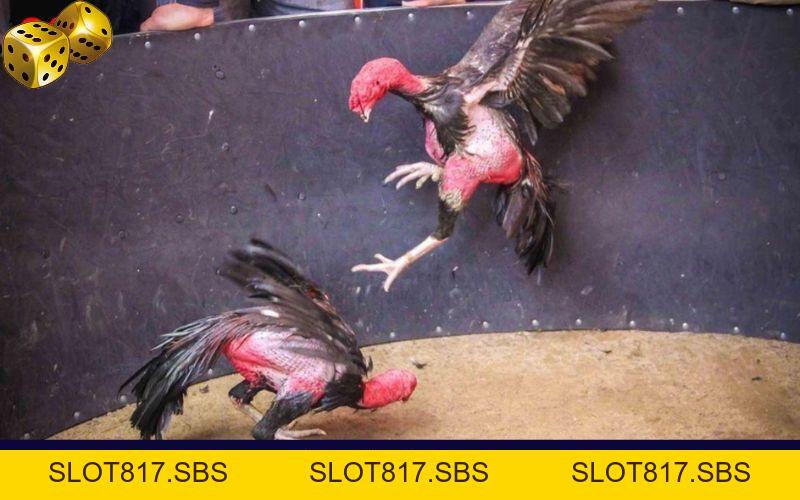 Đá Gà Go8 - Thỏa Mãn Với Các Trận Đối Đầu Của Chiến Kê - SLOT817.SBS