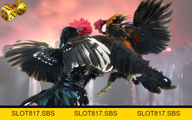 Hình Thức Đá Gà Campuchia Thưởng “Khủng” Tại Nhà Cái Go8 - SLOT817.SBS