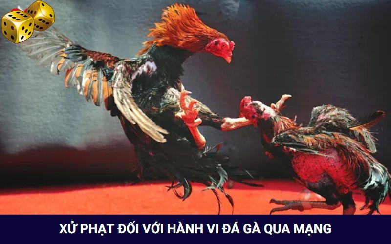 Đá Gà Mạng Là Gì? Tham Gia Chơi Có Bị Rủi Ro Hay Không? - SLOT817.SBS
