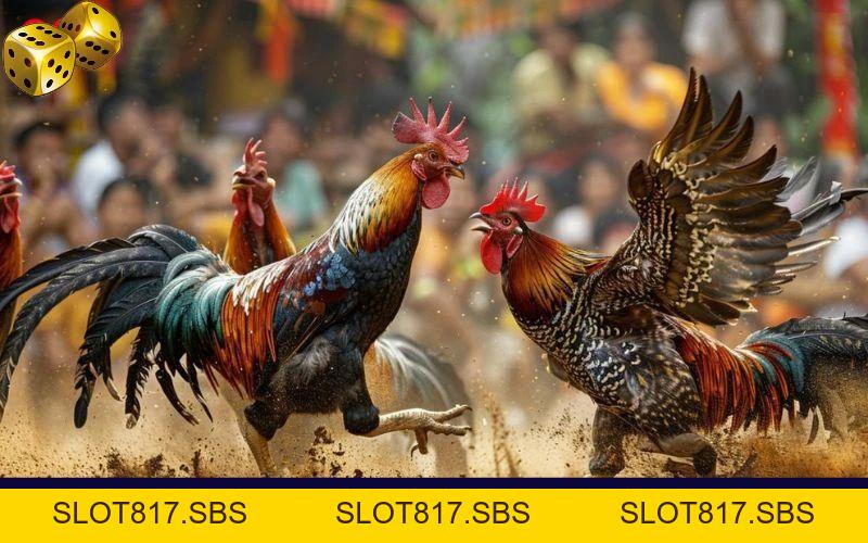 Đá Gà Mạng Là Gì? Tham Gia Chơi Có Bị Rủi Ro Hay Không? - SLOT817.SBS