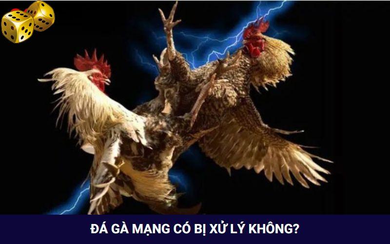 Đá Gà Go8 - Thỏa Mãn Với Các Trận Đối Đầu Của Chiến Kê - SLOT817.SBS