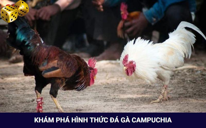 Đá Gà Go8 - Thỏa Mãn Với Các Trận Đối Đầu Của Chiến Kê - SLOT817.SBS