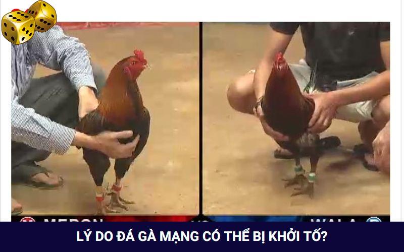 Đá Gà Mạng Là Gì? Tham Gia Chơi Có Bị Rủi Ro Hay Không? - SLOT817.SBS