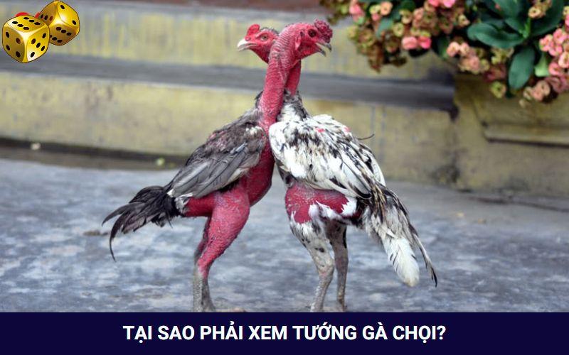 Hướng Dẫn Xem Tướng Gà Chọi Khỏe Của Sư Kê Siêu “Chuẩn” - SLOT817.SBS