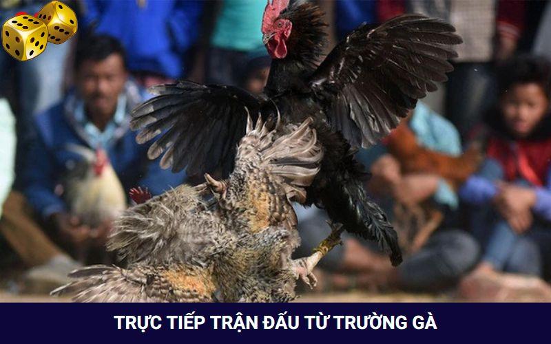 Hình Thức Đá Gà Campuchia Thưởng “Khủng” Tại Nhà Cái Go8 - SLOT817.SBS