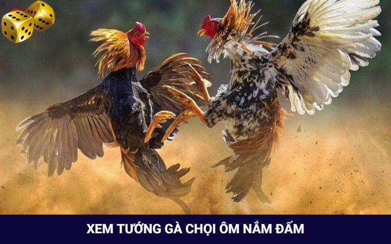 Hướng Dẫn Xem Tướng Gà Chọi Khỏe Của Sư Kê Siêu “Chuẩn” - SLOT817.SBS