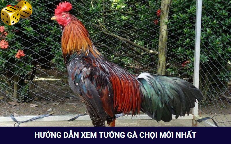 Đá Gà Go8 - Thỏa Mãn Với Các Trận Đối Đầu Của Chiến Kê - SLOT817.SBS