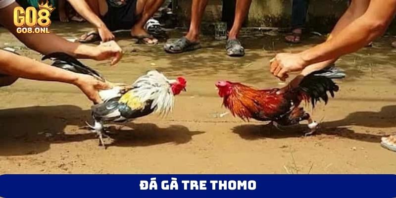 Top 5 Cách Đá Gà Thomo Đưa Trận Đấu Đến Cao Trào Gay Cấn - SLOT817.SBS