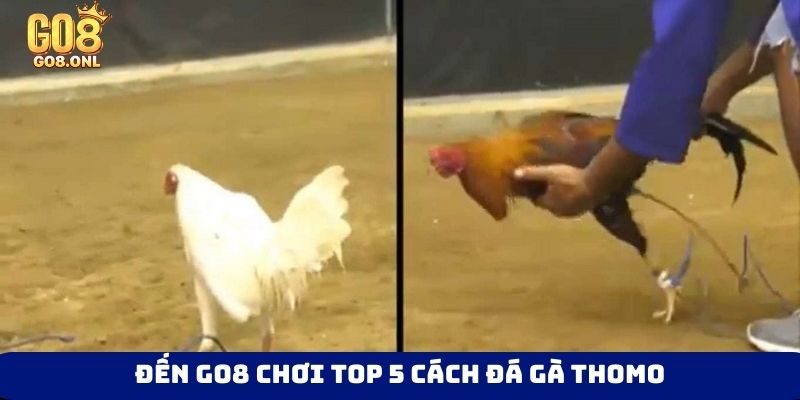 Top 5 Cách Đá Gà Thomo Đưa Trận Đấu Đến Cao Trào Gay Cấn - SLOT817.SBS