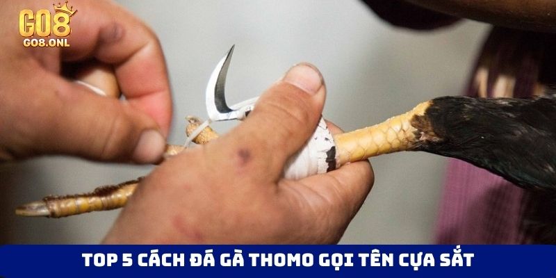 Top 5 Cách Đá Gà Thomo Đưa Trận Đấu Đến Cao Trào Gay Cấn - SLOT817.SBS