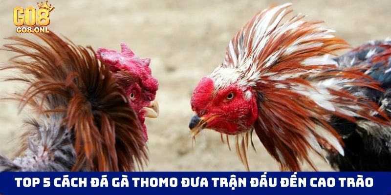Thể Thao Go8 - Trải Nghiệm Đỉnh Cao Với Giải Đấu Lớn - SLOT817.SBS
