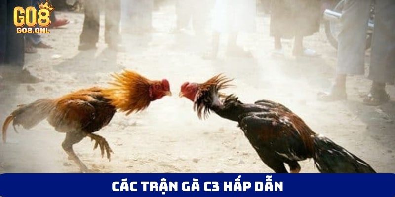 Đá Gà C3 Là Gì? Góc Nhìn Toàn Diện Từ Luật Đến Chiến Thuật - SLOT817.SBS