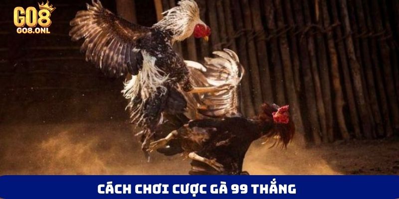 Đá Gà 99 Là Gì? Bí Mật Thu Hút Người Chơi Muốn Khám Phá - SLOT817.SBS
