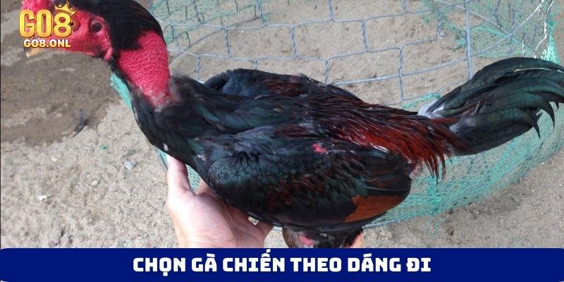 Kinh Nghiệm Chọn Gà Chọi Hay: Từ Ngoại Hình Đến Thần Kê - SLOT817.SBS