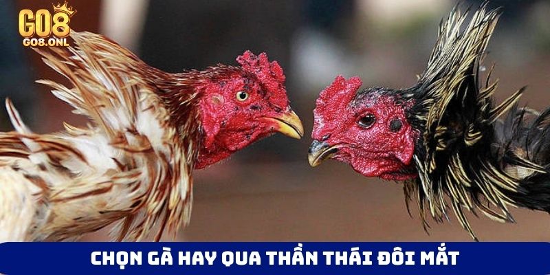 Kinh Nghiệm Chọn Gà Chọi Hay: Từ Ngoại Hình Đến Thần Kê - SLOT817.SBS