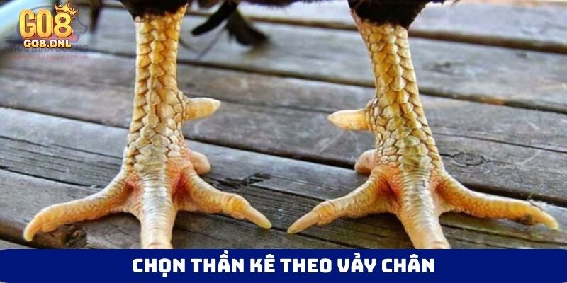 Kinh Nghiệm Chọn Gà Chọi Hay: Từ Ngoại Hình Đến Thần Kê - SLOT817.SBS