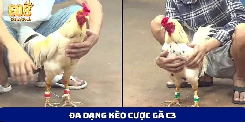 Đá Gà C3 Là Gì? Góc Nhìn Toàn Diện Từ Luật Đến Chiến Thuật - SLOT817.SBS
