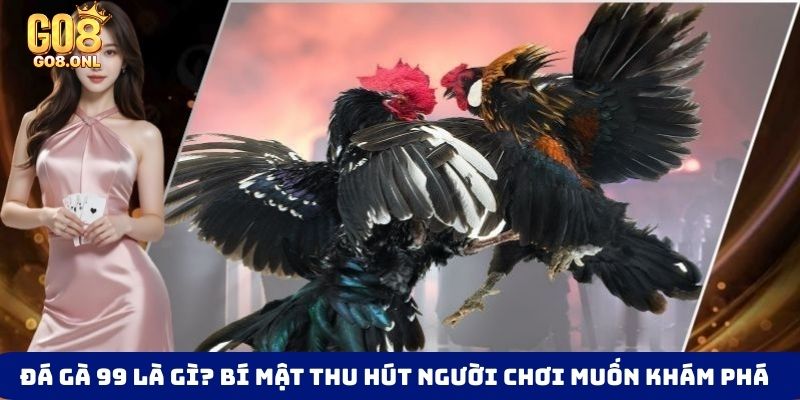 Đá Gà Go8 - Thỏa Mãn Với Các Trận Đối Đầu Của Chiến Kê - SLOT817.SBS
