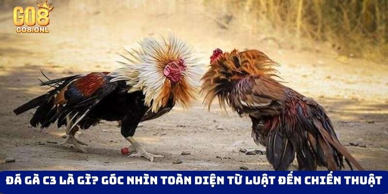 Đá Gà Go8 - Thỏa Mãn Với Các Trận Đối Đầu Của Chiến Kê - SLOT817.SBS