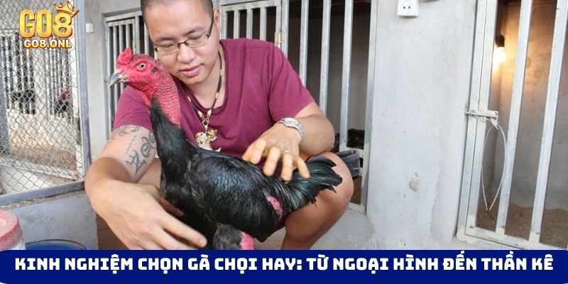 Đá Gà Go8 - Thỏa Mãn Với Các Trận Đối Đầu Của Chiến Kê - SLOT817.SBS