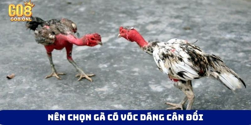 Kinh Nghiệm Chọn Gà Chọi Hay: Từ Ngoại Hình Đến Thần Kê - SLOT817.SBS