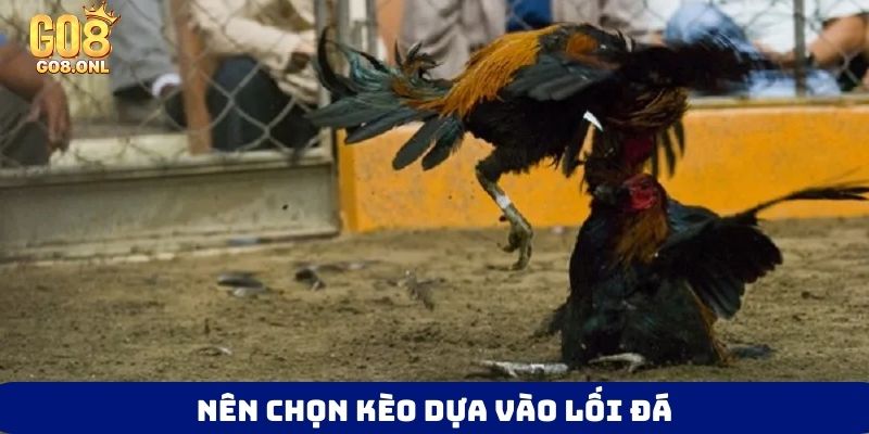 Đá Gà C3 Là Gì? Góc Nhìn Toàn Diện Từ Luật Đến Chiến Thuật - SLOT817.SBS