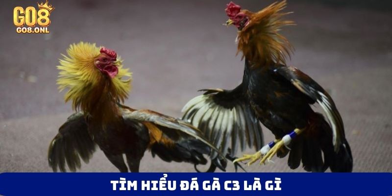 Đá Gà C3 Là Gì? Góc Nhìn Toàn Diện Từ Luật Đến Chiến Thuật - SLOT817.SBS