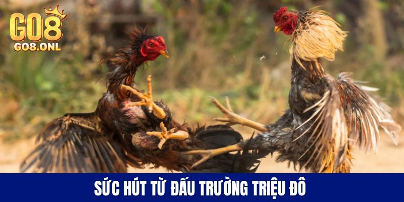 Trận Gà 50 Tỷ - Bí Mật Đằng Sau Con Số Kỷ Lục Trên Sàn Đấu - SLOT817.SBS