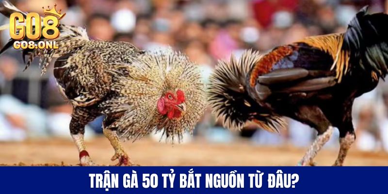 Trận Gà 50 Tỷ - Bí Mật Đằng Sau Con Số Kỷ Lục Trên Sàn Đấu - SLOT817.SBS